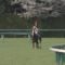 【競馬/天皇賞秋】1番人気スワーヴリチャード、スタート直後に終了・・