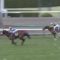 【競馬】ロードカナロア>>オルフェーヴル>>>>>>>>>ディープインパクト(笑)