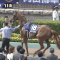 【競馬】どう考えてもロックディスタウンはパドックで負傷してたのに強引に出走させたＪＲＡの功罪