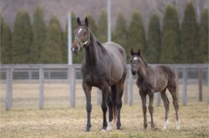 【競馬】[画像] シンハライト-モンハライト親子に気品があると話題に
