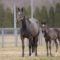 【競馬】[画像] シンハライト-モンハライト親子に気品があると話題に