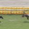 【競馬】オルフェ産駒さん高速馬場もこなせてしまう。良血レーヴドリーブが東京芝1800を1分45秒6で2勝目