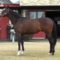 【競馬】今年からトーセンジョーダンが日本競馬リーディング界を変える件