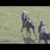 【競馬/日本ダービー】みんなもしかしてブラストワンピースの過去レース映像見てない？