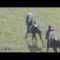 【競馬/日本ダービー】みんなもしかしてブラストワンピースの過去レース映像見てない？