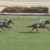 【競馬】オークス2着のリリーノーブル 左前脚の不安で秋の予定は白紙に 【競馬】オークス2着のリリーノーブル 左前脚の不安で秋の予定は白紙に