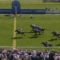 【競馬】サクソンウォリアーＶにノーザン吉田代表「クールモアグループにとんでもない種牡馬ができてしまったのかもしれない」