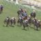 【競馬/オークス】サトノワルキューレMデムーロ直線追わずwwww