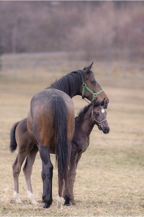 【競馬】[画像] シンハライト-モンハライト親子に気品があると話題に