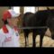 【競馬/ヴィクトリアM】[動画] リスグラシュー、インタビュー中に居眠りをしてしまうｗｗｗｗｗｗｗｗｗｗｗｗｗｗ