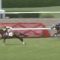 【競馬】オルフェーヴル　2歳リーディング　18頭出走　勝利頭数2頭　AEI0.85　←　これ