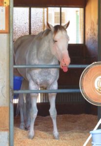 【競馬】[画像] 扇風機の前で涼んでるシロニイがかわいすぎる件
