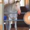【競馬】[画像] 扇風機の前で涼んでるシロニイがかわいすぎる件