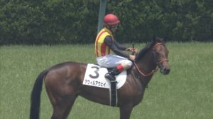 【競馬】ノーザンファーム今年も新馬戦から勝ちまくる