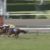 【競馬】今年の宝塚記念の3着馬を覚えてる奴いないだろ