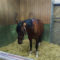 【競馬】モーリス２年間で550頭種付け