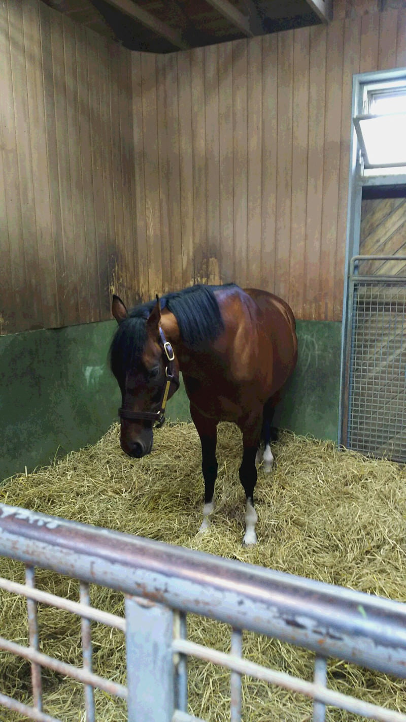 【競馬】モーリス２年間で550頭種付け