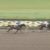 【競馬】シヴァージ強すぎワロタ