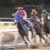 【競馬】平安Ｓ３着ゴールドドリームは帝王賞を回避、放牧へ