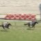 【競馬/サウジアラビアRC】グランアレグリア大楽勝。出遅れもなんのその
