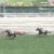 【競馬/2歳新馬】クラージュゲリエ強すぎ