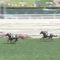 【競馬】吉田氏「来年のダービー馬はクラージュゲリエ」と断言