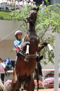 【競馬】トーセンバジル、カシアス、アドマイヤロブソン、ハッピーモーメント、ダノンロマンが豪移籍