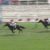 【競馬/セントライト記念】杉原騎手「レイエンダにはギアが10速くらいある」