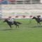 【競馬】ルメール「レイエンダは絶対重賞を取れる」 藤沢「次はセントライト記念。いつかは兄と走らせたい」