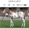 【競馬】[画像] ユキチャンの2017の毛色がブチコより更に凄すぎると話題ｗｗｗｗｗ