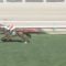 【競馬】札幌のリーディング争いが熱い