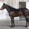 【競馬】2歳牡馬　サートゥルナーリア vs ブレイキングドーン