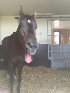 【競馬】イギリス「ダノンバラードはいらない」← 実際は岡田総帥が高額買い戻し