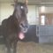 【競馬】イギリス「ダノンバラードはいらない」← 実際は岡田総帥が高額買い戻し