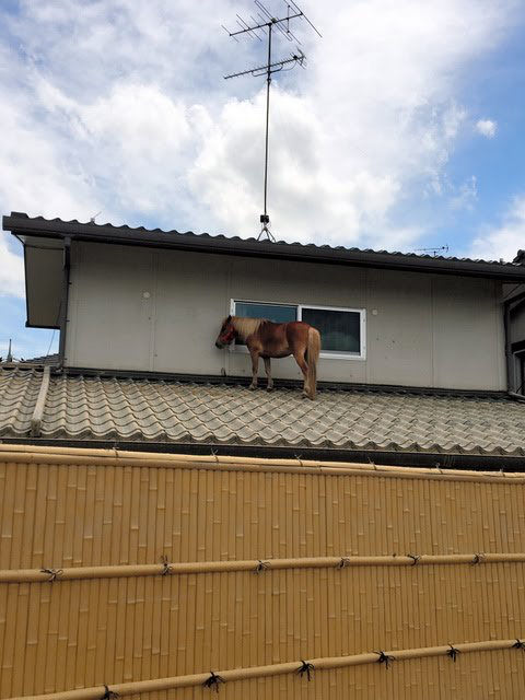 【競馬】[画像] 介護老人施設のアイドル馬、屋根の上で３日耐える【西日本豪雨】