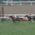 【競馬】ナイママの使われ方がさすがにひどい
