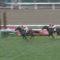 【競馬】ダノンバラード種牡馬成功かｗｗｗｗｗｗｗｗｗｗｗｗｗ