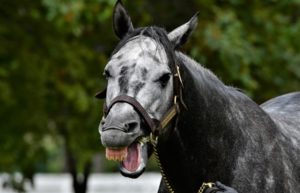 【競馬】[画像] エイシンヒカリって葦毛だったんだな