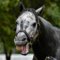 【競馬】[画像] エイシンヒカリって葦毛だったんだな