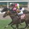 【競馬/有馬記念】モズカッチャンに◎打つ奴ｗｗｗｗｗｗｗｗｗｗ