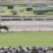 【競馬】タニノフランケル強すぎﾜﾛﾀｗｗｗｗｗｗｗｗｗｗｗ