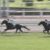 【競馬/北九州記念】武豊騎手(ダイアナヘイロー7着)「思ったほどはじけなかった。状態はよかったと思うけどね」 【競馬/北九州記念】武豊騎手(ダイアナヘイロー7着)「思ったほどはじけなかった。状態はよかったと思うけどね」