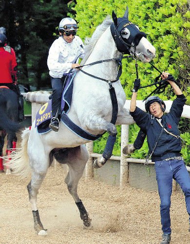 【競馬】[画像] 今浪厩務員がビッグレッドファームでゴールドシップに再開した結果ｗｗｗｗｗｗｗｗｗｗ