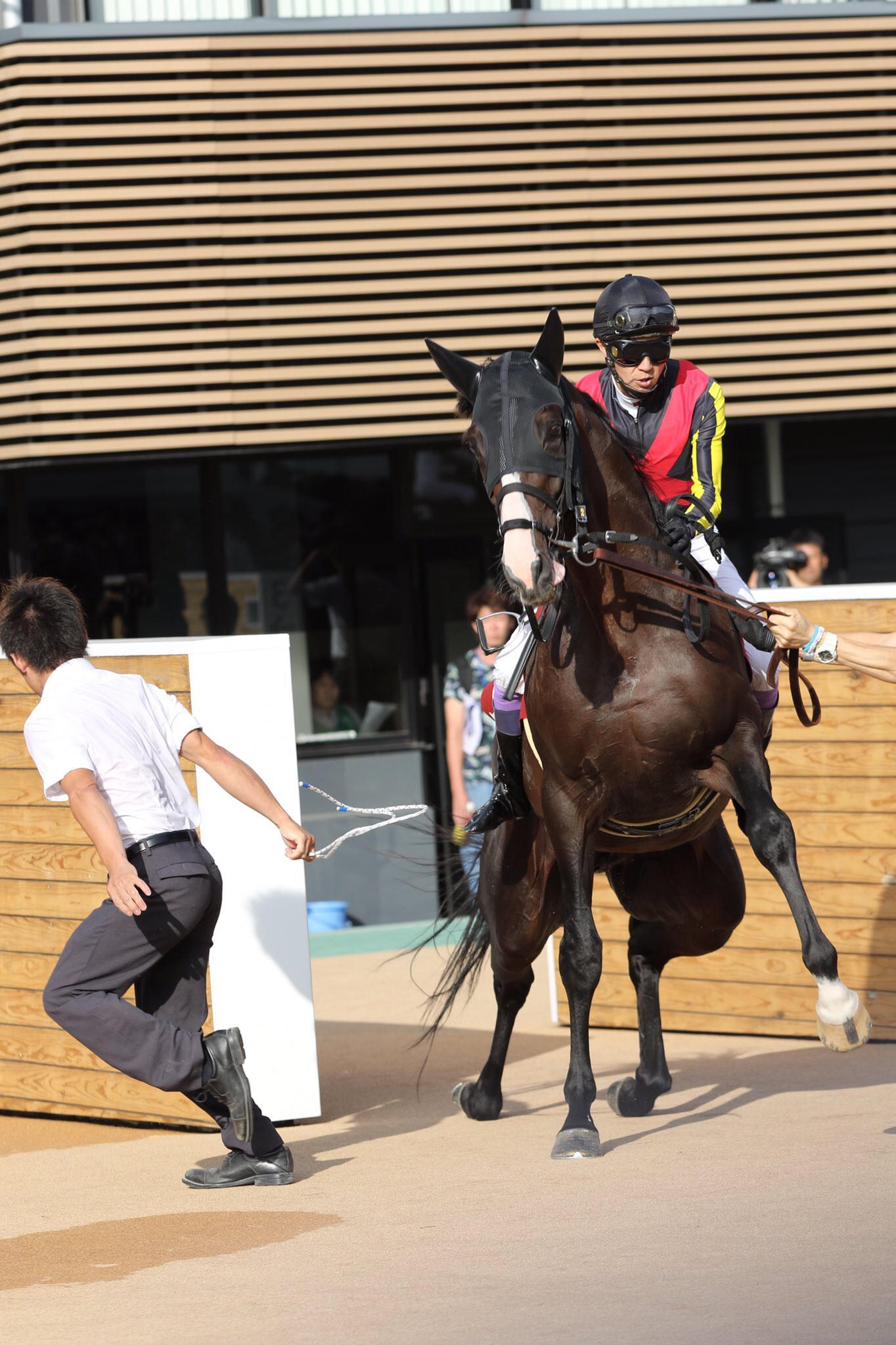 【競馬】[画像] ダンビュライトさん、レースより種付けの練習に精を出していた･････