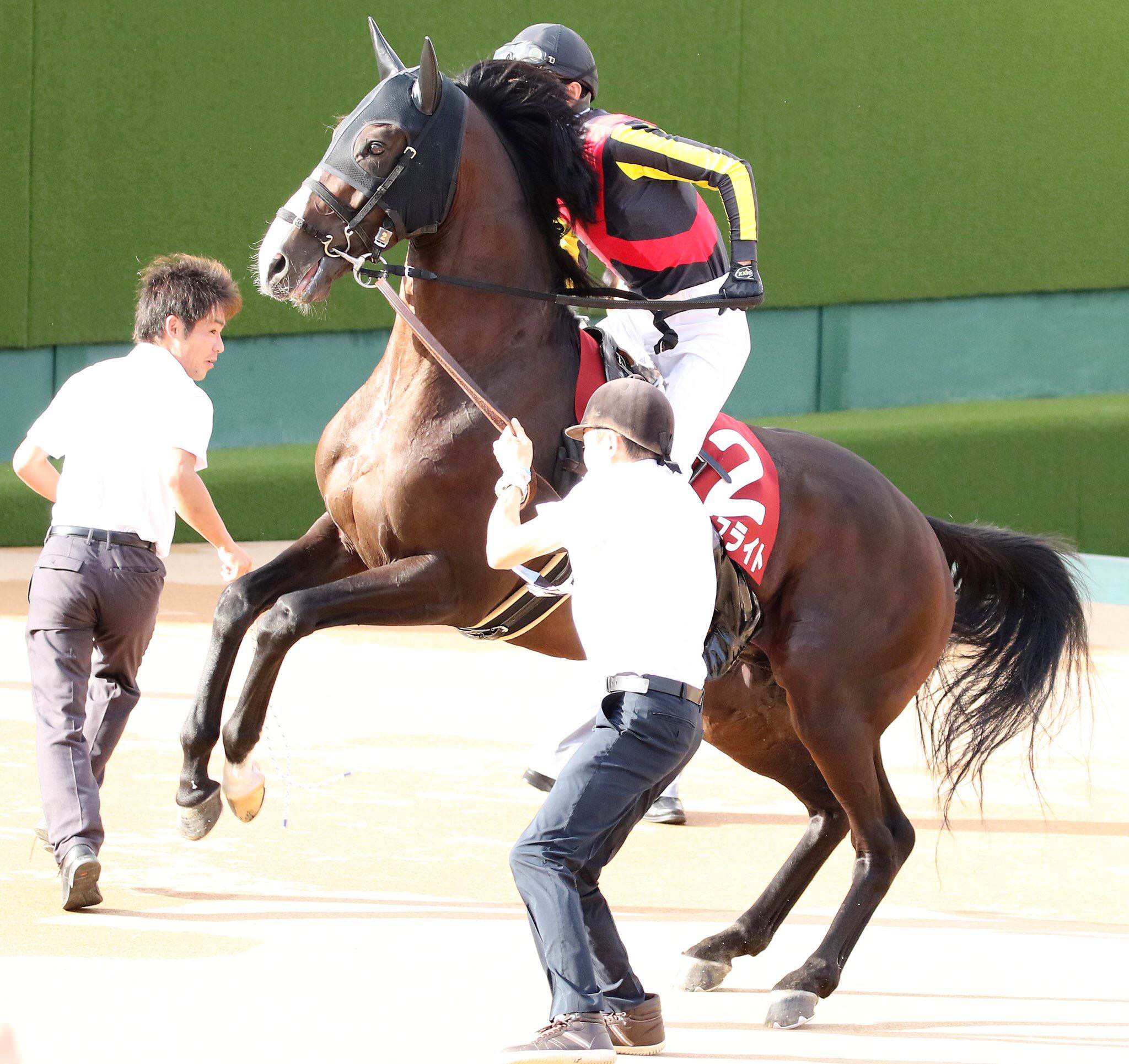 【競馬】[画像] ダンビュライトさん、レースより種付けの練習に精を出していた･････