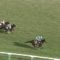 【競馬/新潟記念】ブラストワンピース強すぎ秋天も楽しみ