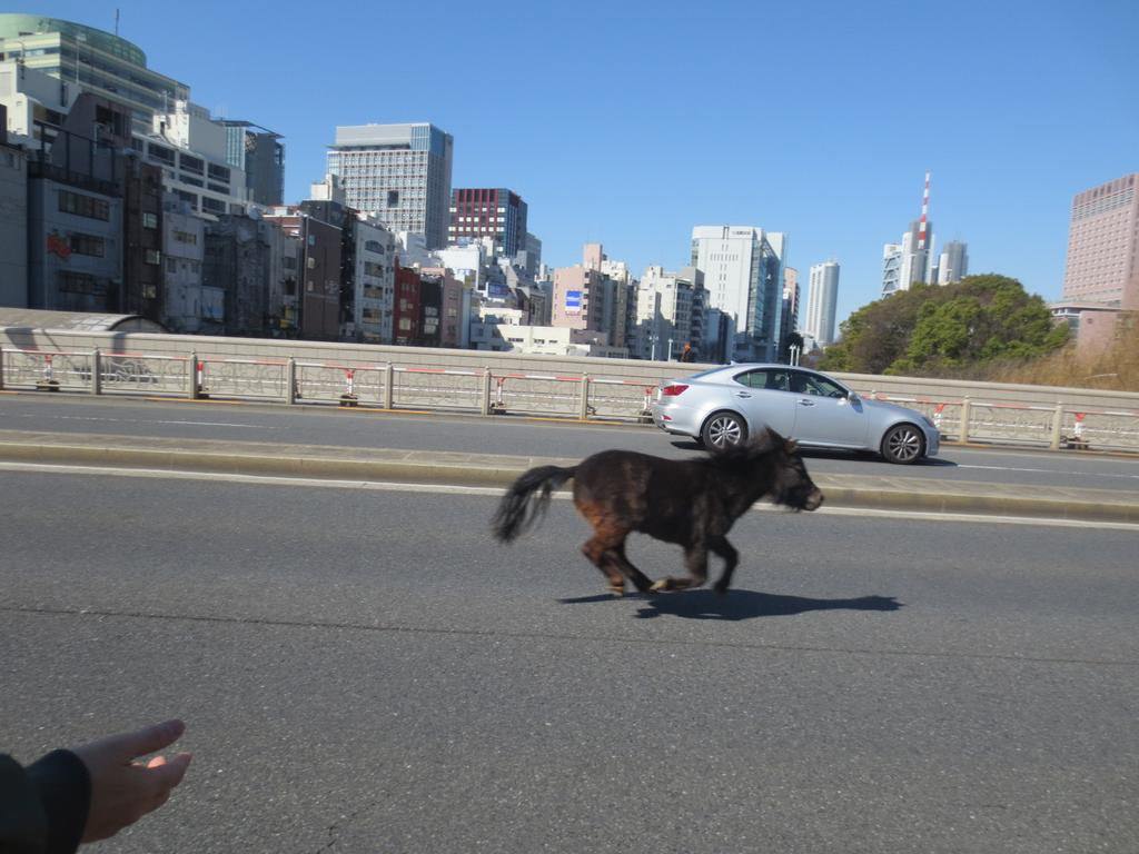 【競馬板】[画像] 遂に俺も競走馬購入