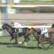 【競馬】ミッキーグローリー、屈腱炎のため引退