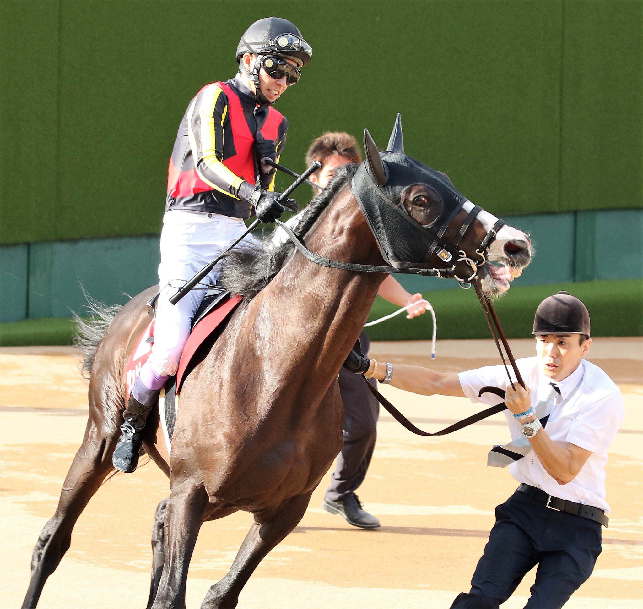 【競馬】[画像] ダンビュライトさん、レースより種付けの練習に精を出していた･････