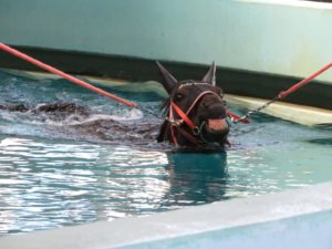 【競馬】[画像] ゴールドドリームの泳ぐ姿が必死過ぎると話題